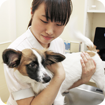 入院動物の治療補助