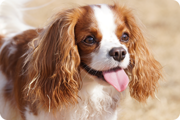 犬の健康管理