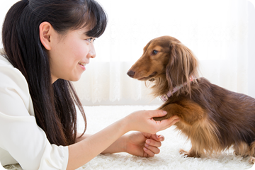 犬の小学校