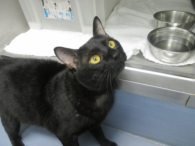 くろのすけちゃん 習志野動物医療センター りょう動物病院